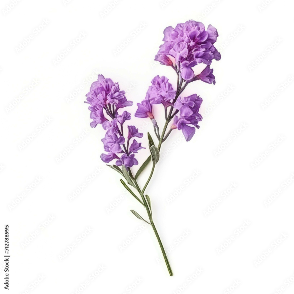 Statice Flower, isolated on white background Statice Flower, isolated on white background