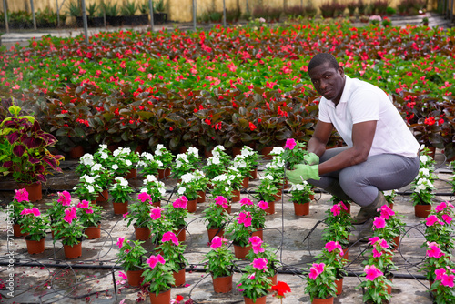 African american male florist arranging potted plants of flowering Catharanthus roseus while gardening in glasshouse ..