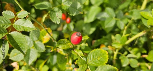 A rose hip (Rosa canina) bush bearing ripe rose hips (Rosa canina).