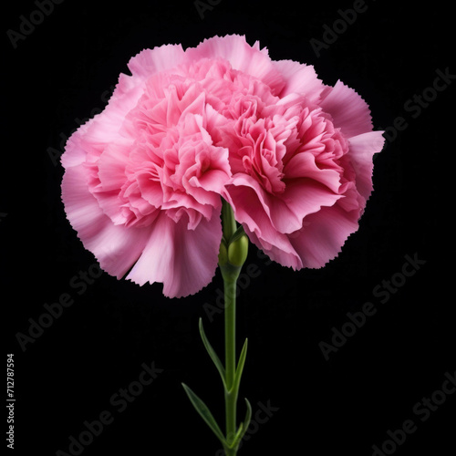 Carnation Flower, isolated on black background