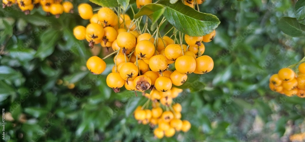 Branch of Pyracantha or Firethorn cultivar Orange Glow plant. Close up of orange berries on green background in public city park nature concept Branch of Pyracantha or Firethorn cultivar Orange Glow plant. Close up of orange berries on green background in public city park nature concept