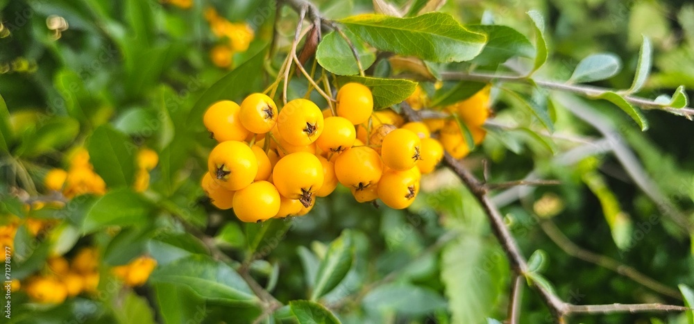 Branch of Pyracantha or Firethorn cultivar Orange Glow plant. Close up of orange berries on green background in public city park nature concept Branch of Pyracantha or Firethorn cultivar Orange Glow plant. Close up of orange berries on green background in public city park nature concept