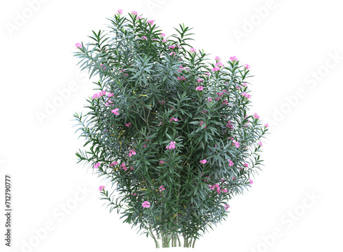  Nerium flowers branch bushes shrub isolated