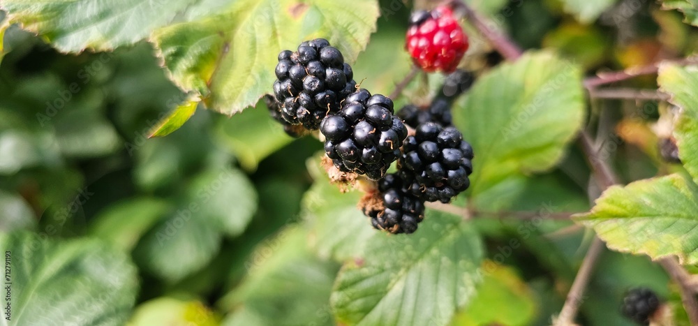 Natural fresh blackberries in the garden. Bouquet of ripe and unripe blackberry fruits - Rubus fruticosus - on a branch with green leaves at the farm. Organic farming, healthy food. Natural fresh blackberries in the garden. Bouquet of ripe and unripe blackberry fruits - Rubus fruticosus - on a branch with green leaves at the farm. Organic farming, healthy food.