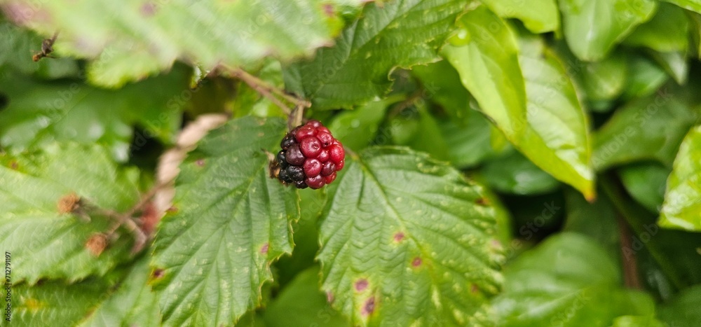 Natural fresh blackberries in the garden. Bouquet of ripe and unripe blackberry fruits - Rubus fruticosus - on a branch with green leaves at the farm. Organic farming, healthy food.