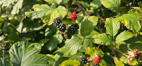 Natural fresh blackberries in the garden. Bouquet of ripe and unripe blackberry fruits - Rubus fruticosus - on a branch with green leaves at the farm. Organic farming, healthy food. photo