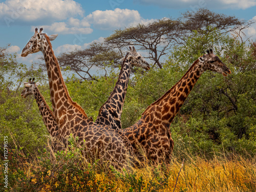 African Giraffes Standing Back-to-Back on Guard