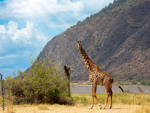 African Giraffe Walking Under Sunlight Ray