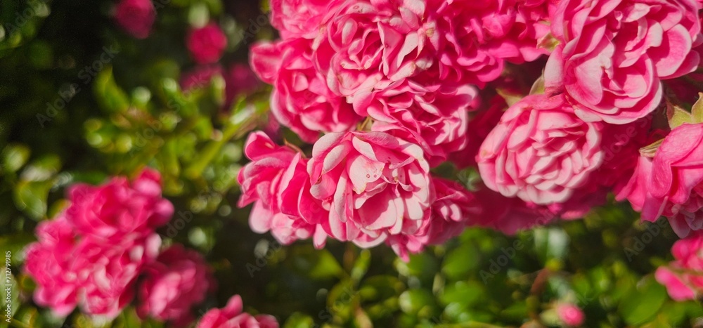 Rosa Damascena, known as the Damascus rose - pink, oleaginous, flowering, deciduous shrub plant. Valley of Roses. Close-up. Taillight. Selective focus. Rosa Damascena, known as the Damascus rose - pink, oleaginous, flowering, deciduous shrub plant. Valley of Roses. Close-up. Taillight. Selective focus.