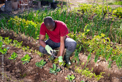 Young man gardener during planting cabbage in sunny garden