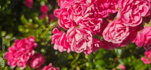 Rosa Damascena, known as the Damascus rose - pink, oleaginous, flowering, deciduous shrub plant. Valley of Roses. Close-up. Taillight. Selective focus. © FlorianSchultze