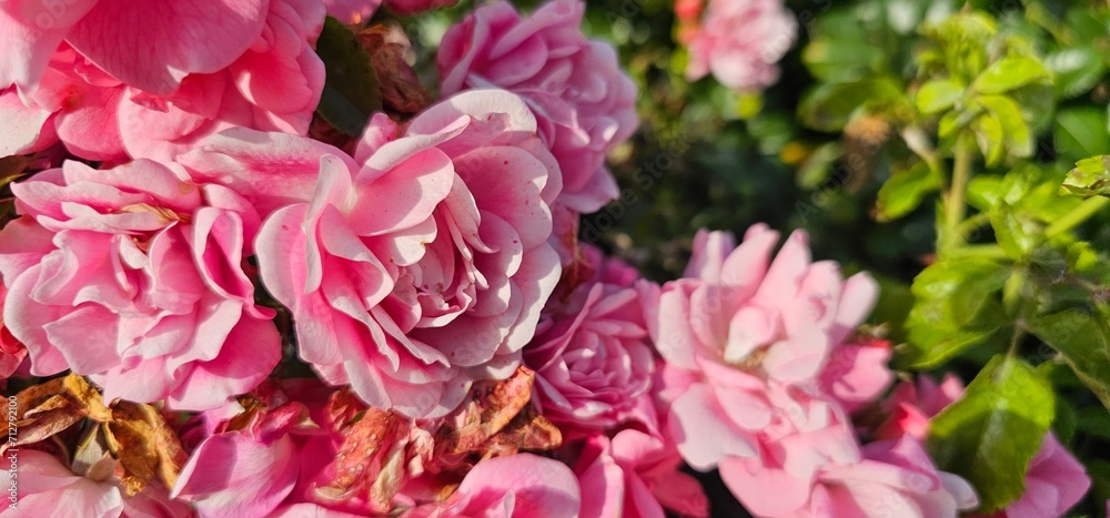 Rosa Damascena, known as the Damascus rose - pink, oleaginous, flowering, deciduous shrub plant. Valley of Roses. Close-up. Taillight. Selective focus.