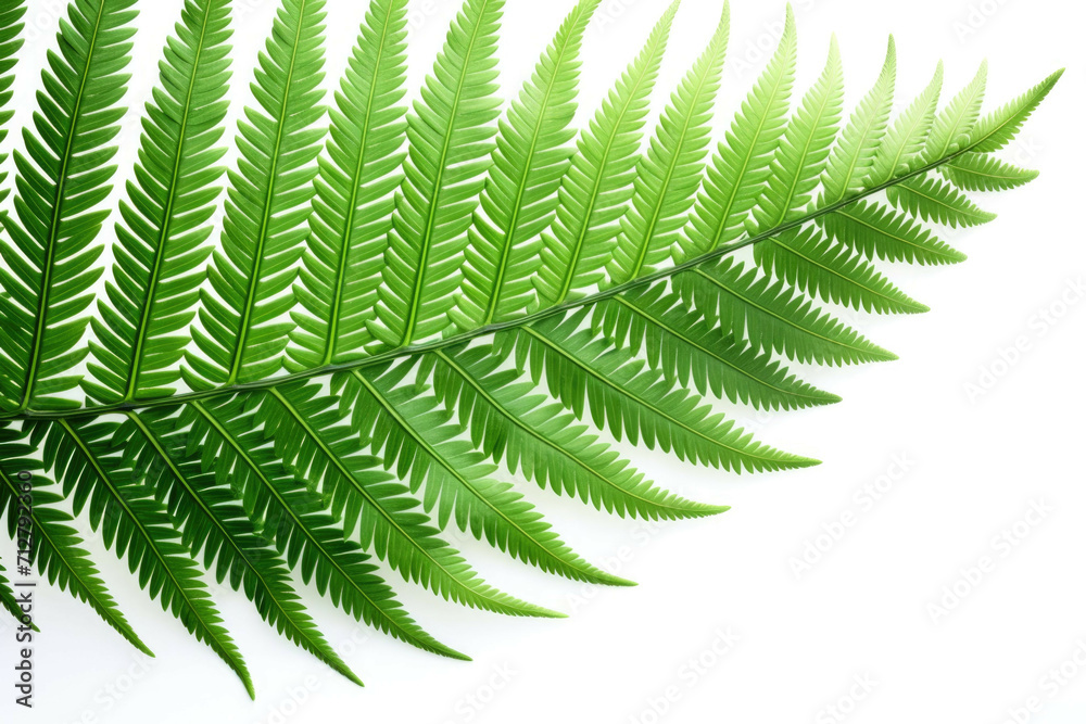 A closeup of a fern with its delicate fronds and vibrant green hues, isolated on white background A closeup of a fern with its delicate fronds and vibrant green hues, isolated on white background