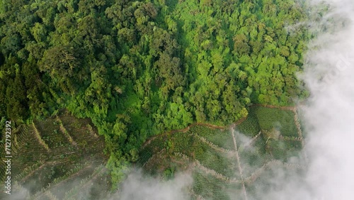 Coffee forest in Los Naranjos, Sonsonate, El Salvador aerial footage above the clouds - tilt down photo