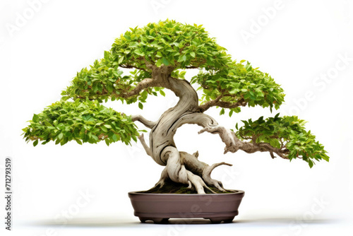 A bonsai tree with its intricate branches and delicate leaves, isolated on white background