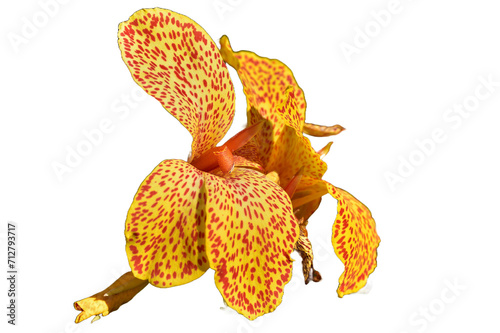 Orange and Yellow canna flower
