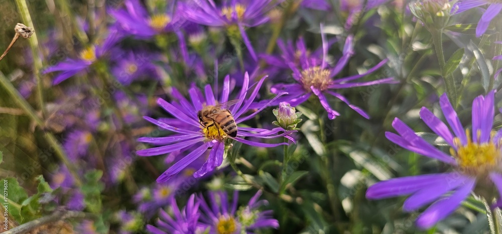 Violet flowers of Michaelmas Daisy (Aster Amellus), Aster alpinus, Asteraceae violet flowers growing in the garden in summer with a bee collecting pollen or nectar Violet flowers of Michaelmas Daisy (Aster Amellus), Aster alpinus, Asteraceae violet flowers growing in the garden in summer with a bee collecting pollen or nectar