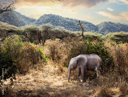 Baby Elephant at Lake Manyara photo