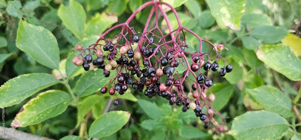 An elderberry bush that bears lots of ripe elderberries (Sambucus), all of which are black. An elderberry bush that bears lots of ripe elderberries (Sambucus), all of which are black.