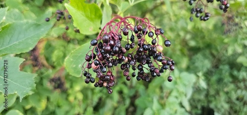 An elderberry bush that bears lots of ripe elderberries (Sambucus), all of which are black photo