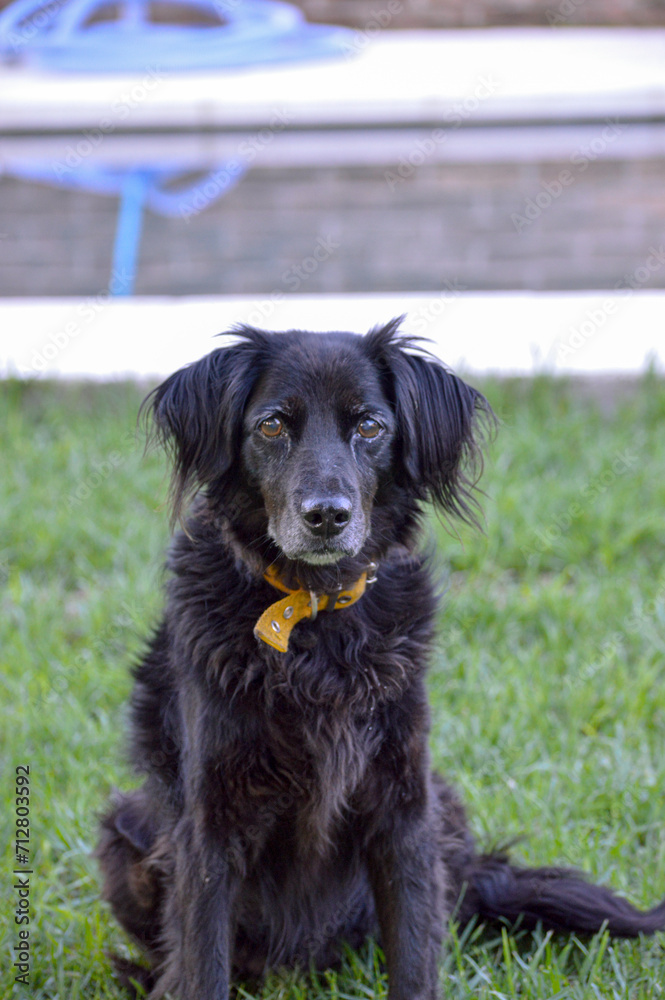 Black dog Black dog