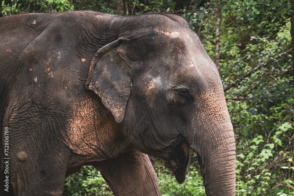 Fototapeta premium Thailand Elephant