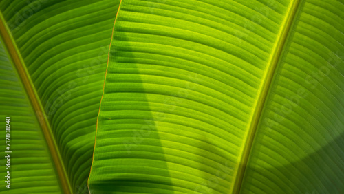 Two green Lady finger banana leaf background texture with sunlight and shadow on surface, Greenery foliage natural background