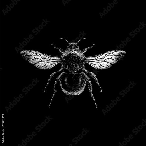 Yellowish Cuckoo Bumblebee hand drawing vector isolated on black background.