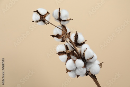 Beautiful cotton branch with fluffy flowers on beige background