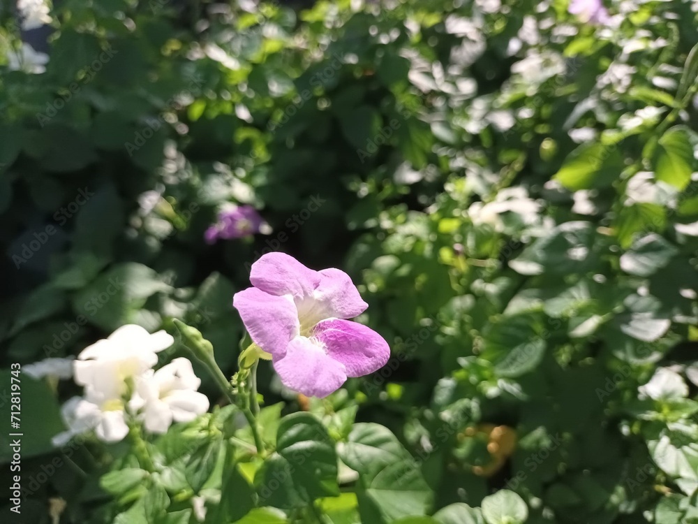 Fototapeta premium Small purple flowers that bloom in the sunlight