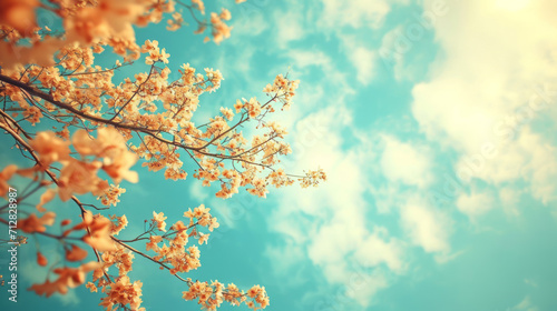 Blooming sakura against the sky