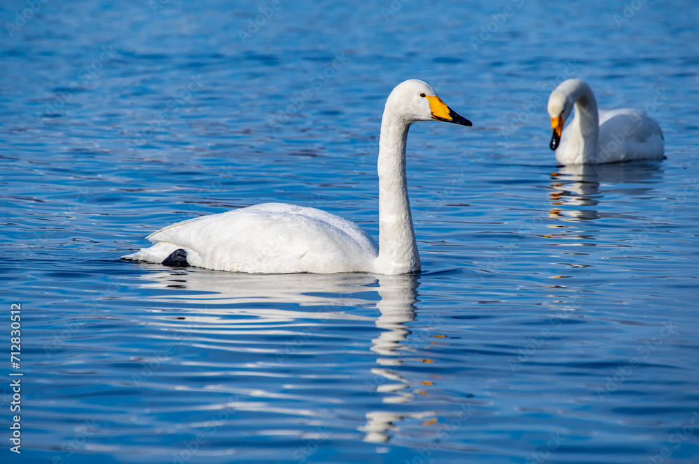 晴れた日の空の青を水面に反射する湖の白鳥。