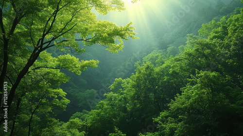 Beautiful view on a sunny day in the forest. Green branches and dense forest.