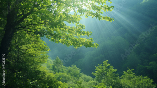 Beautiful view on a sunny day in the forest. Green branches and dense forest.