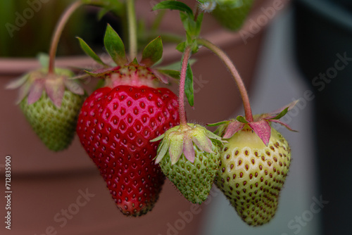 Frutillas creciendo photo