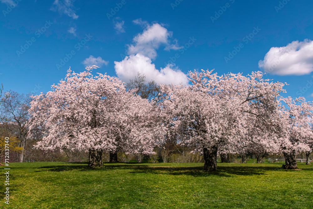 blooming cherry trees in the park, spring time blooming cherry trees in the park, spring time