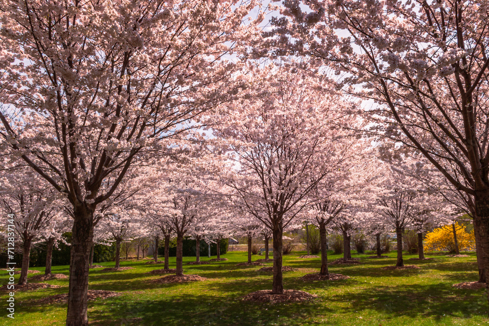 Blooming trees of Japanese cherry Sakura