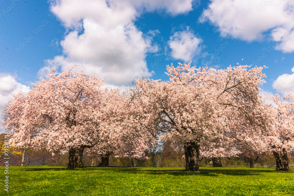Blooming trees of Japanese cherry Sakura Blooming trees of Japanese cherry Sakura