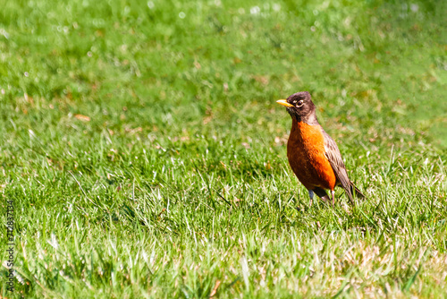 An amarican robin perching on the grass and looking for some worms