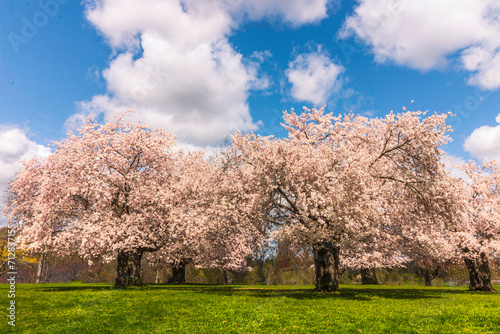 Blooming trees of Japanese cherry Sakura