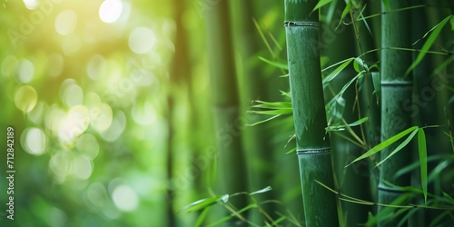 Close up of green bamboo forest background with copy space  spa and zen banner design.