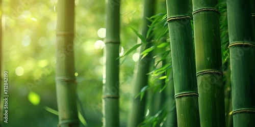 Close up of green bamboo forest background with copy space, spa and zen banner design.