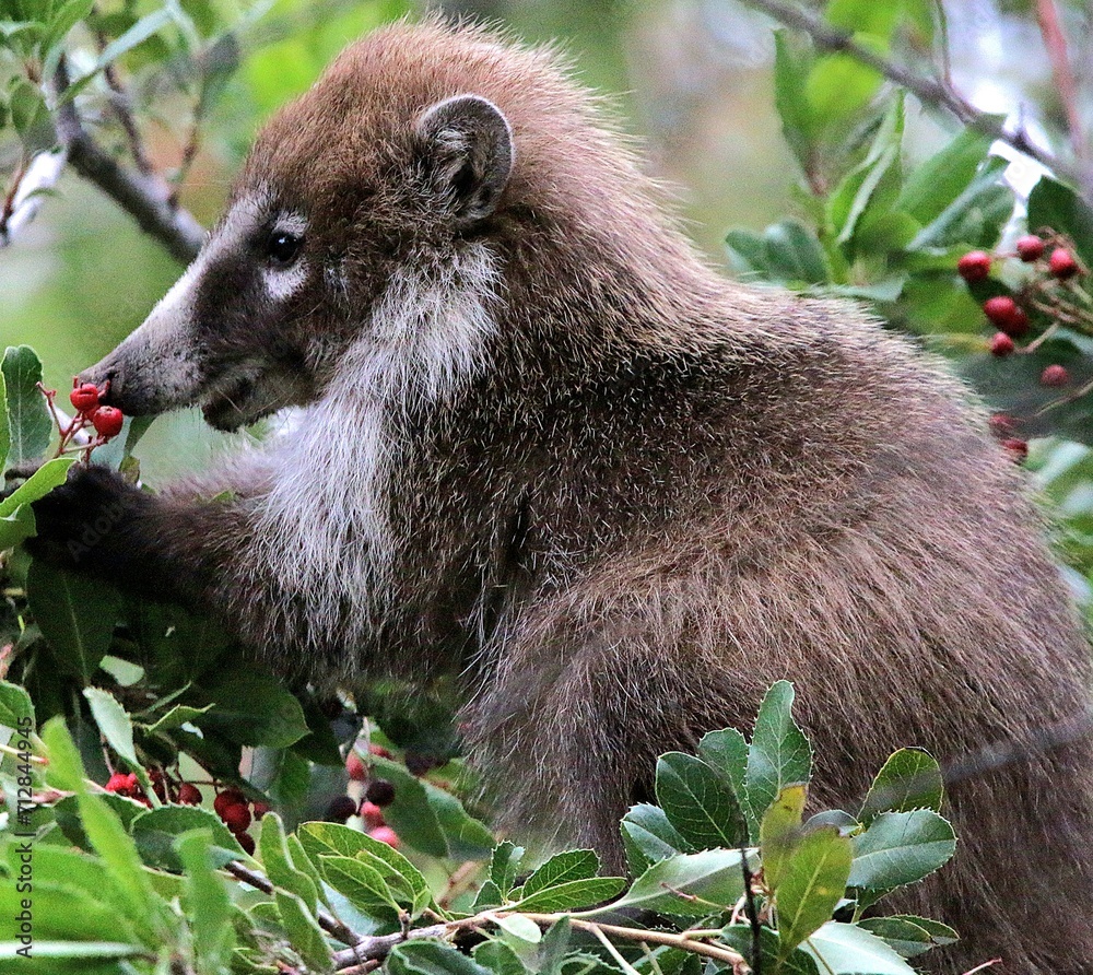 Obraz premium Coati Eating Berries from Tree 