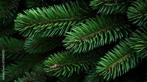 A closeup photograph of a pine trees branches  showcasing the selfsimilar  repeating pattern created by the Golden Ratio.