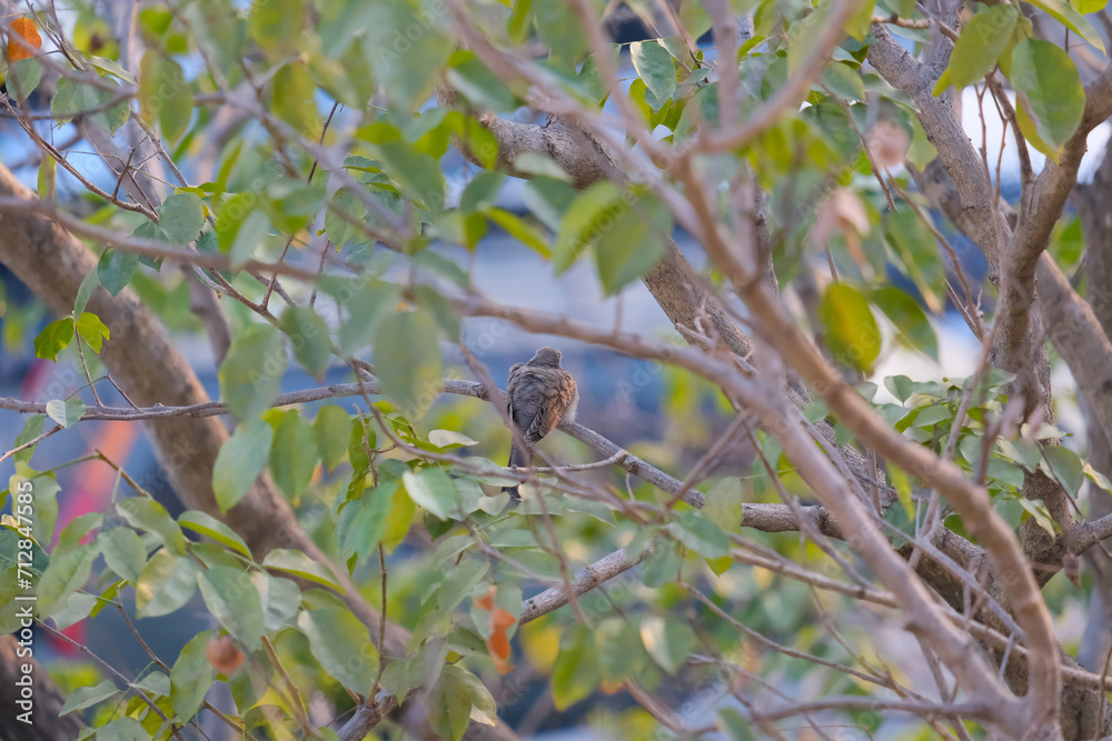 Fototapeta premium bird on a tree