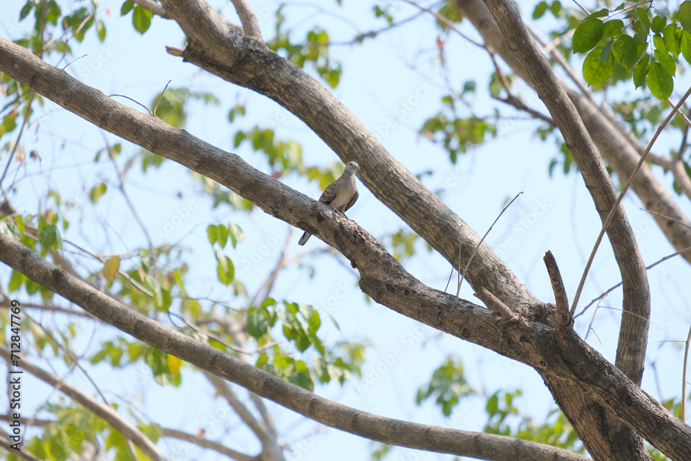 branches against sky