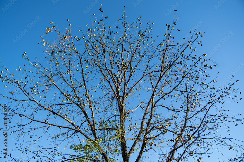 black walnut tree branches against blue sky black walnut tree branches against blue sky