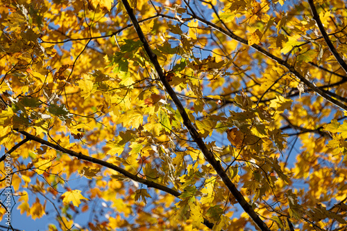 autumn leaves in the sun