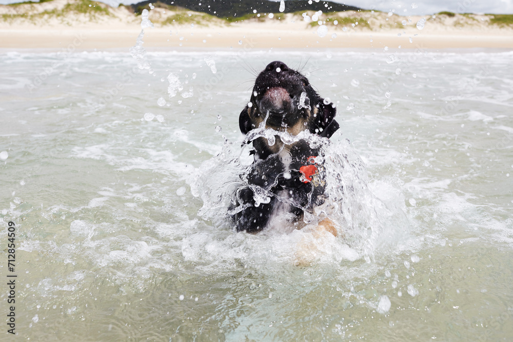Black dog learning to swim making splashes Black dog learning to swim making splashes