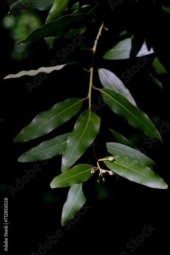 Umbellularia californica, California Bay Laurel leaves with black background